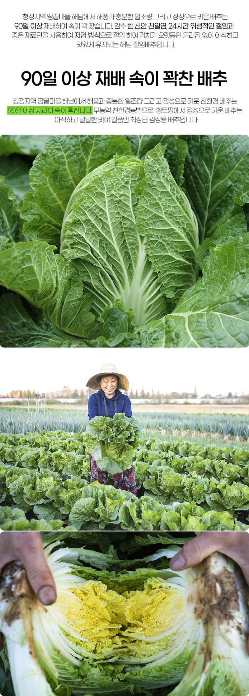 금호농장님의 장터 판매 상품 [해남 친환경 무농약 절임배추 90일 재배 24시간 신안 천일염 저염 절인배추 20kg] 첨부 사진