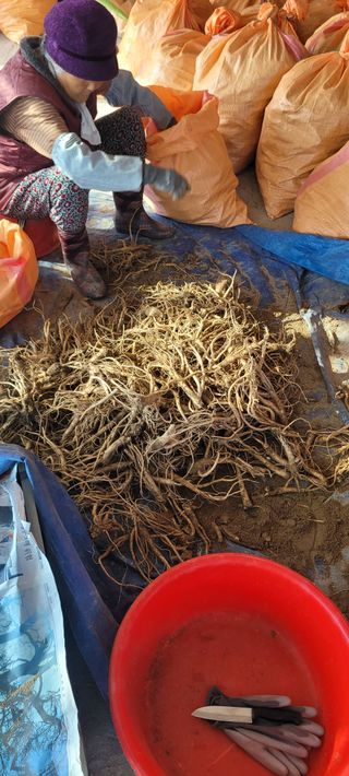 진용농사27년차님의 12월 내 작물 자랑하기 · 참여글 작성글 사진