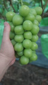 팜모닝 12월 내 작물 자랑하기·참여글 게시글 이미지