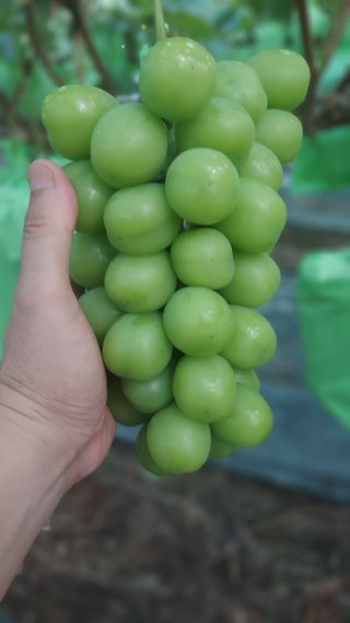 김은수님의 12월 내 작물 자랑하기 · 참여글 작성글 사진