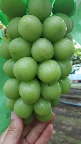 김은수님의 12월 내 작물 자랑하기 · 참여글 작성글 사진