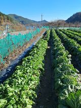 팜모닝 12월 내 작물 자랑하기·참여글 게시글 이미지