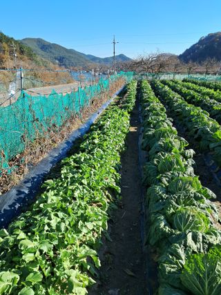 이영석청암님의 12월 내 작물 자랑하기 · 참여글 작성글 사진