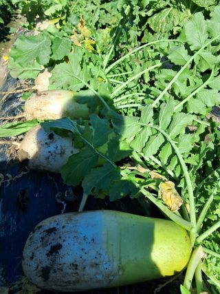 이영석청암님의 12월 내 작물 자랑하기 · 참여글 작성글 사진