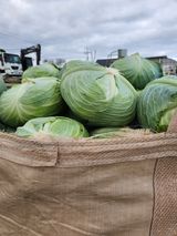 팜모닝 12월 내 작물 자랑하기·참여글 게시글 이미지