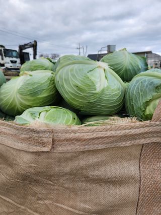 무안최향숙님의 12월 내 작물 자랑하기 · 참여글 작성글 사진