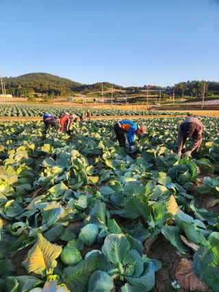 무안최향숙님의 12월 내 작물 자랑하기 · 참여글 작성글 사진