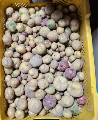 knlee2222님의 12월 내 작물 자랑하기 · 참여글 작성글 사진