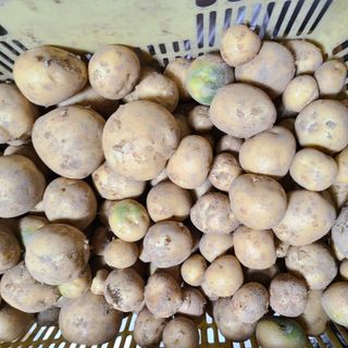 knlee2222님의 12월 내 작물 자랑하기 · 참여글 작성글 사진