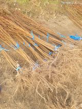 팜모닝 기타작물·자유게시판 게시글 이미지