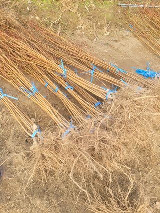 일심묘목농원님의 기타작물 · 자유게시판 작성글 사진