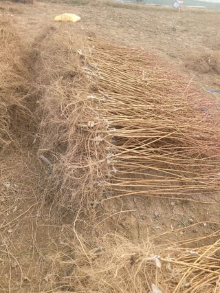 일심묘목농원님의 기타작물 · 자유게시판 작성글 사진