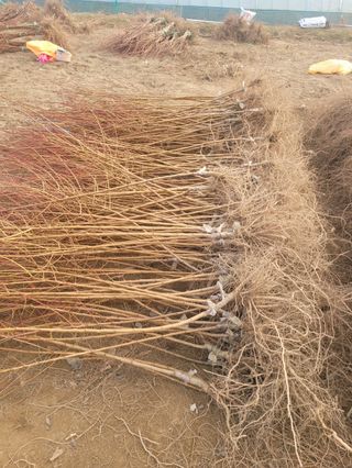 일심묘목농원님의 기타작물 · 자유게시판 작성글 사진