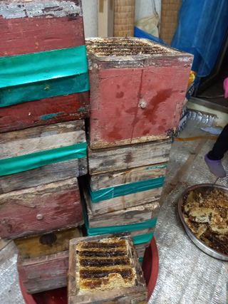 배추19087님의 12월 내 작물 자랑하기 · 참여글 작성글 사진