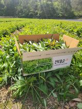 팜모닝 12월 내 작물 자랑하기·참여글 게시글 이미지