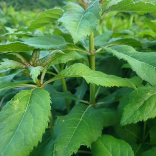 노지잔대재배7년차님의 12월 내 작물 자랑하기 · 참여글 작성글 사진