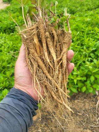 노지잔대재배7년차님의 12월 내 작물 자랑하기 · 참여글 작성글 사진