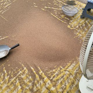 노지잔대재배7년차님의 12월 내 작물 자랑하기 · 참여글 작성글 사진