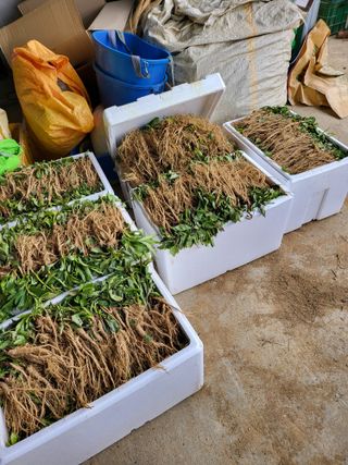 노지잔대재배7년차님의 12월 내 작물 자랑하기 · 참여글 작성글 사진