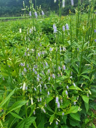 노지잔대재배7년차님의 12월 내 작물 자랑하기 · 참여글 작성글 사진
