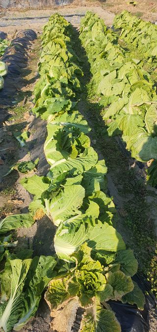 황병달님의 12월 내 작물 자랑하기 · 참여글 작성글 사진