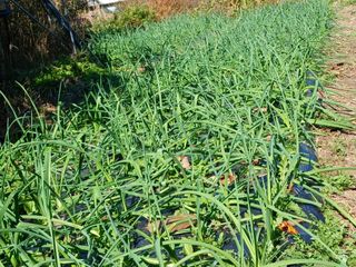 김태조님의 12월 내 작물 자랑하기 · 참여글 작성글 사진