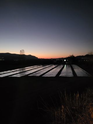 의성마늘(한지형)님의 12월 내 작물 자랑하기 · 참여글 작성글 사진