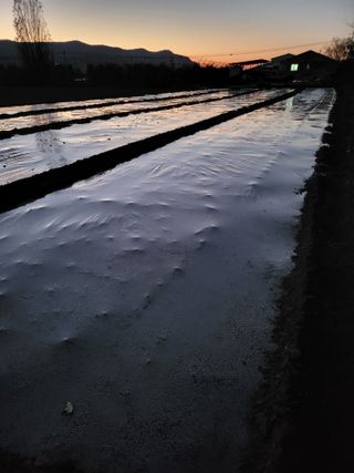 의성마늘(한지형)님의 12월 내 작물 자랑하기 · 참여글 작성글 사진