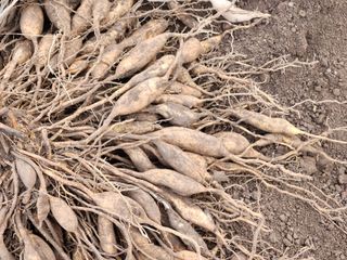 이창신님의 12월 내 작물 자랑하기 · 참여글 작성글 사진