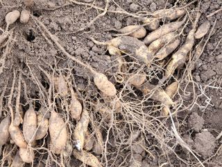 이창신님의 12월 내 작물 자랑하기 · 참여글 작성글 사진