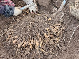 이창신님의 12월 내 작물 자랑하기 · 참여글 작성글 사진