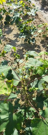 팜모닝 12월 내 작물 자랑하기·참여글 게시글 이미지