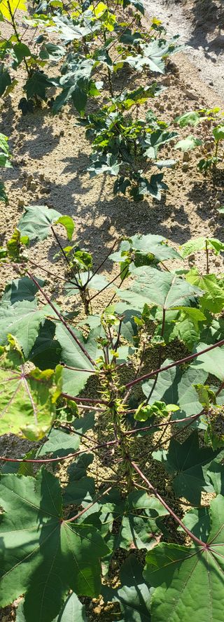 엄나무8821김종승님의 12월 내 작물 자랑하기 · 참여글 작성글 사진