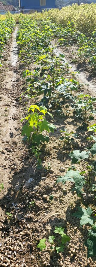 엄나무8821김종승님의 12월 내 작물 자랑하기 · 참여글 작성글 사진