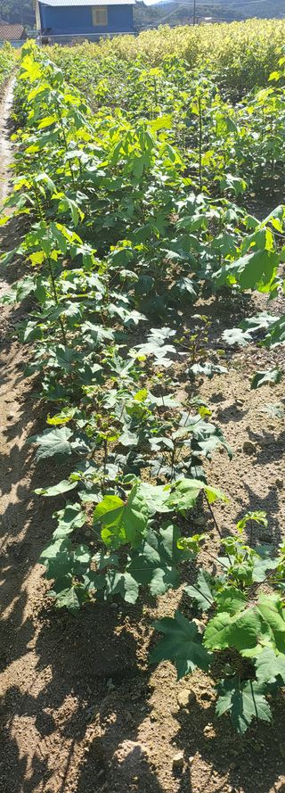 엄나무8821김종승님의 12월 내 작물 자랑하기 · 참여글 작성글 사진