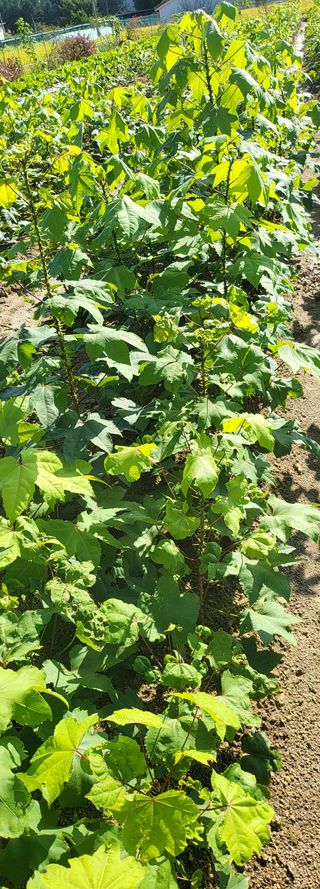 엄나무8821김종승님의 12월 내 작물 자랑하기 · 참여글 작성글 사진