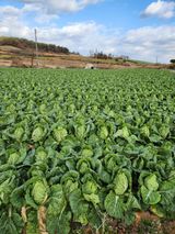 팜모닝 배추·영농일지 게시글 이미지