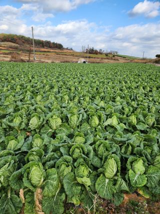 김저팔계님의 배추 · 영농일지 작성글 사진