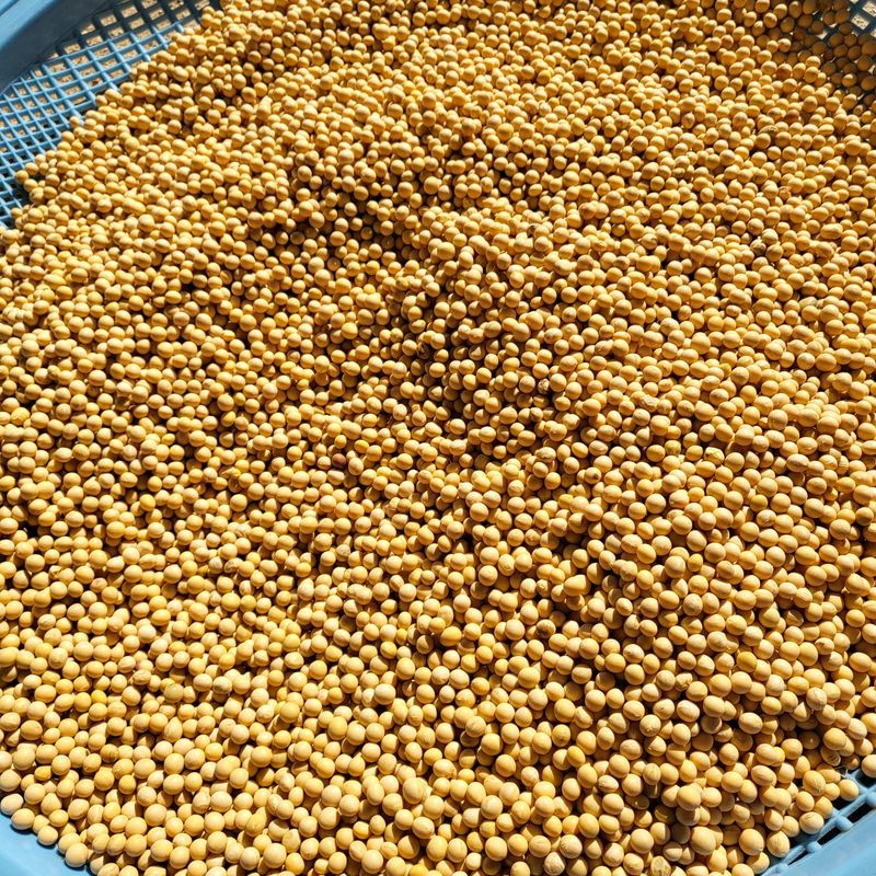 장터 상품 [흰콩8키로 45000  판매완료 ] 썸네일