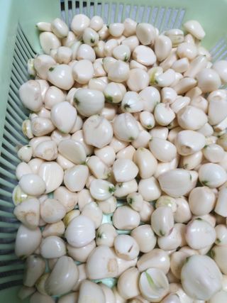 초보굴백이님의 마늘 · 일상 작성글 사진