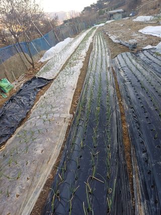 초보퍼머5도2촌준비님의 12월 내 작물 자랑하기 · 참여글 작성글 사진