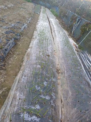 초보퍼머5도2촌준비님의 12월 내 작물 자랑하기 · 참여글 작성글 사진