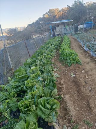 초보퍼머5도2촌준비님의 12월 내 작물 자랑하기 · 참여글 작성글 사진