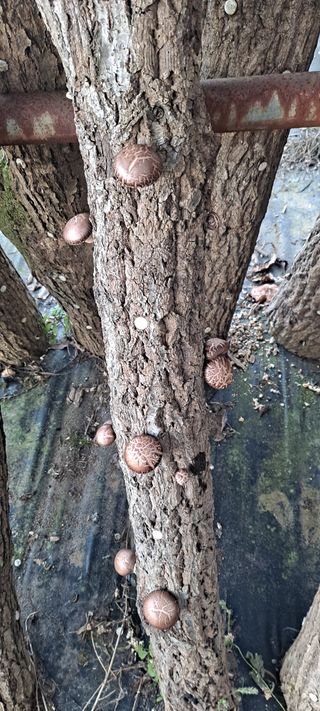 서인덕님의 기타작물 · 영농일지 작성글 사진