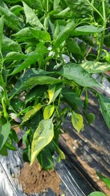 팜모닝 농사, 무엇이든 물어보세요!·참여글 게시글 이미지