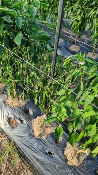 엄득용님의 농사, 무엇이든 물어보세요! · 참여글 작성글 사진