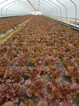 소리사랑 박주현님의 12월 내 작물 자랑하기 · 참여글 작성글 사진