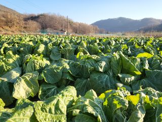 김복덕님의 12월 내 작물 자랑하기 · 참여글 작성글 사진