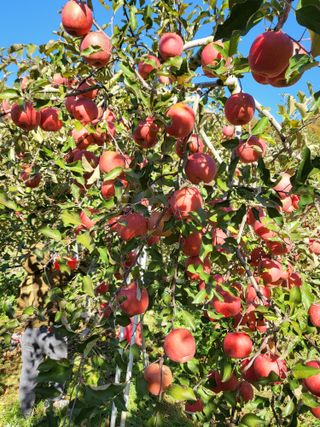 김복덕님의 12월 내 작물 자랑하기 · 참여글 작성글 사진