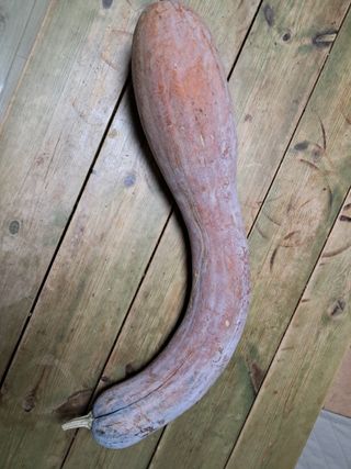 문현자 님의 호박 · 자유게시판 작성글 사진